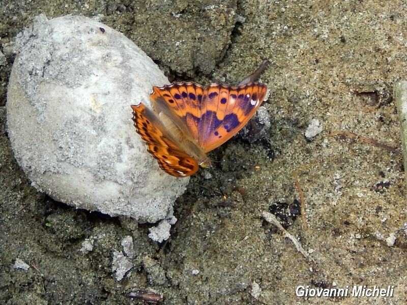 Parco del Ticino :incontri del 18/7/15